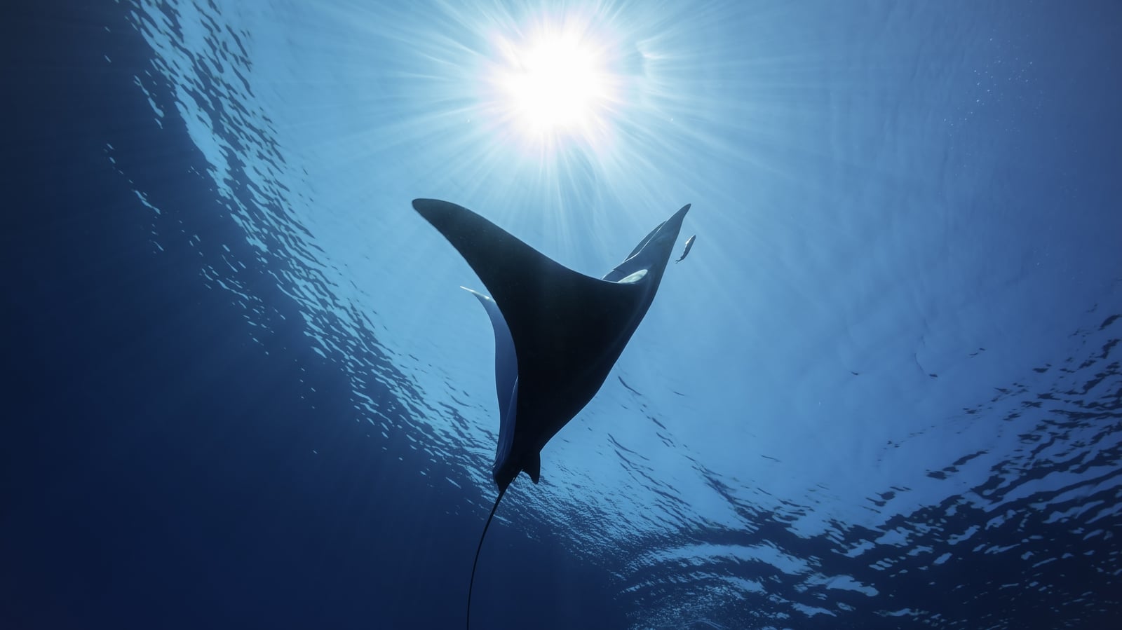 World's oceans break June heat record
