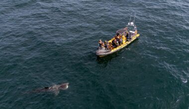 Want to go whale watching in Ireland? Follow these handy tips