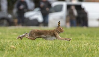 Govt TDs set to oppose motion to ban hare coursing