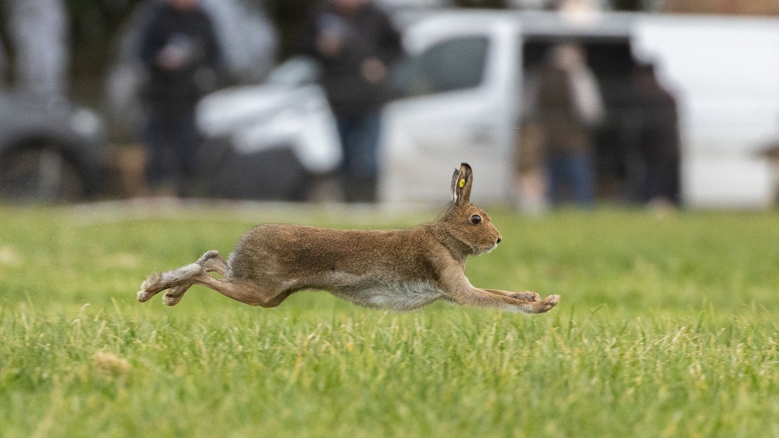 Govt TDs set to oppose motion to ban hare coursing