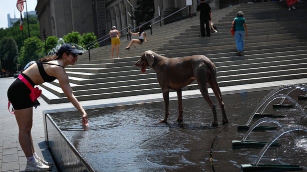 A woman refreshes a dog at a water fountain in New York City