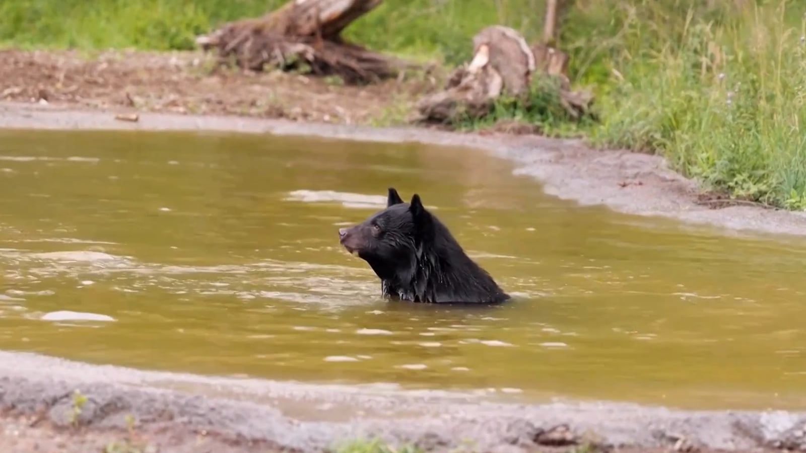 Rescued South Korean bile bears find new home in Denmark