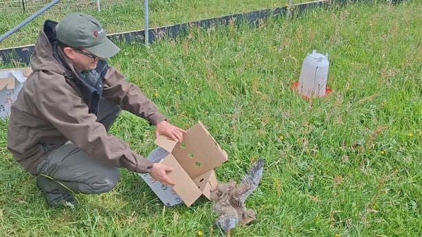 Curlews being released