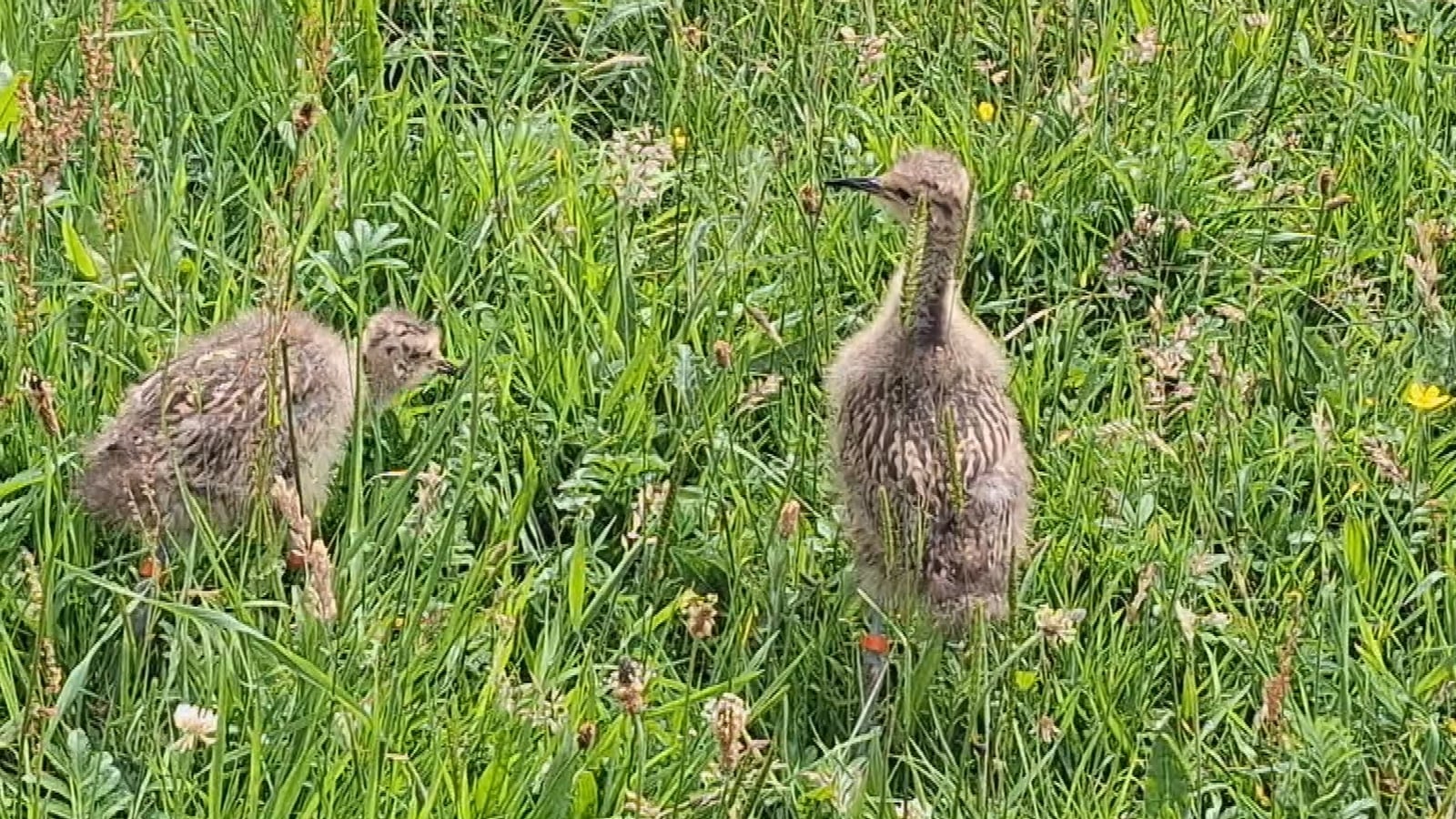 Initiative launched to save curlew in Ireland