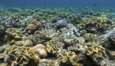 Great Barrier Reef not on UNESCO danger list
