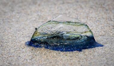 Which jellyfish should you look out for in Ireland this summer?