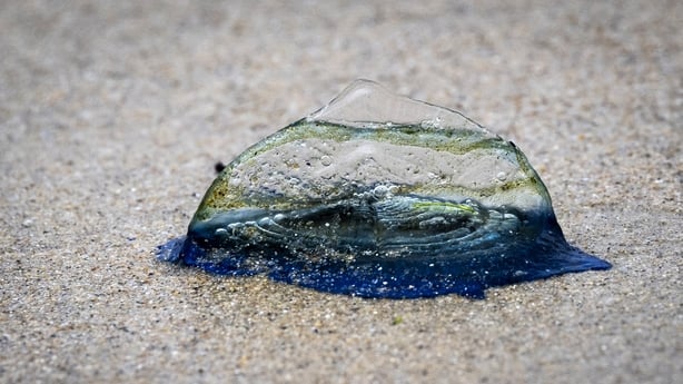 A by-the-wind sailor jellyfish