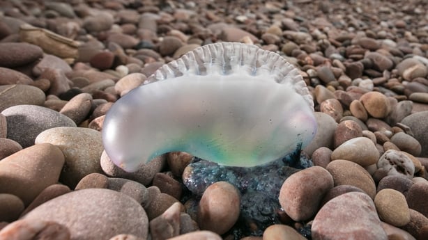 Portuguese Man o' War jellyfish