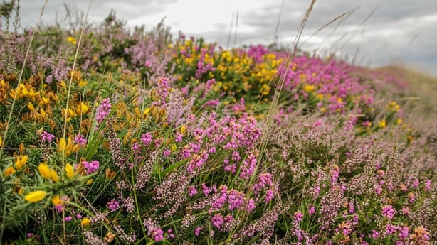 Allowing wildflowers and hedges to grow is one of the actions suggested in the plan
