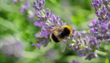 Appeal to public to restore habitats to help pollinators