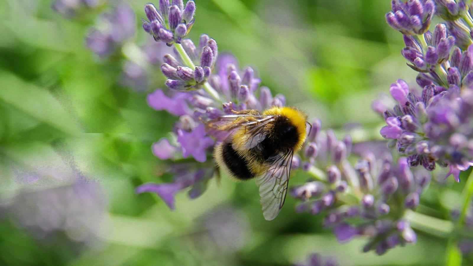 Appeal to public to restore habitats to help pollinators