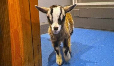 Man and woman appear in court over pygmy goat theft