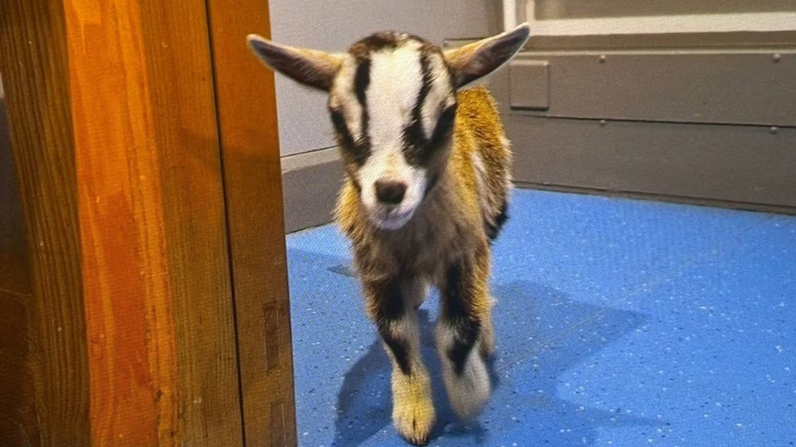 Man and woman appear in court over pygmy goat theft