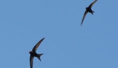 BirdWatch Ireland surveys to locate Swift nest sites