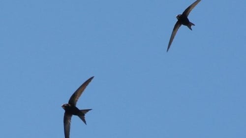 BirdWatch Ireland surveys to locate Swift nest sites