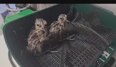 Curlew chicks released after eggs rescued from wildfire