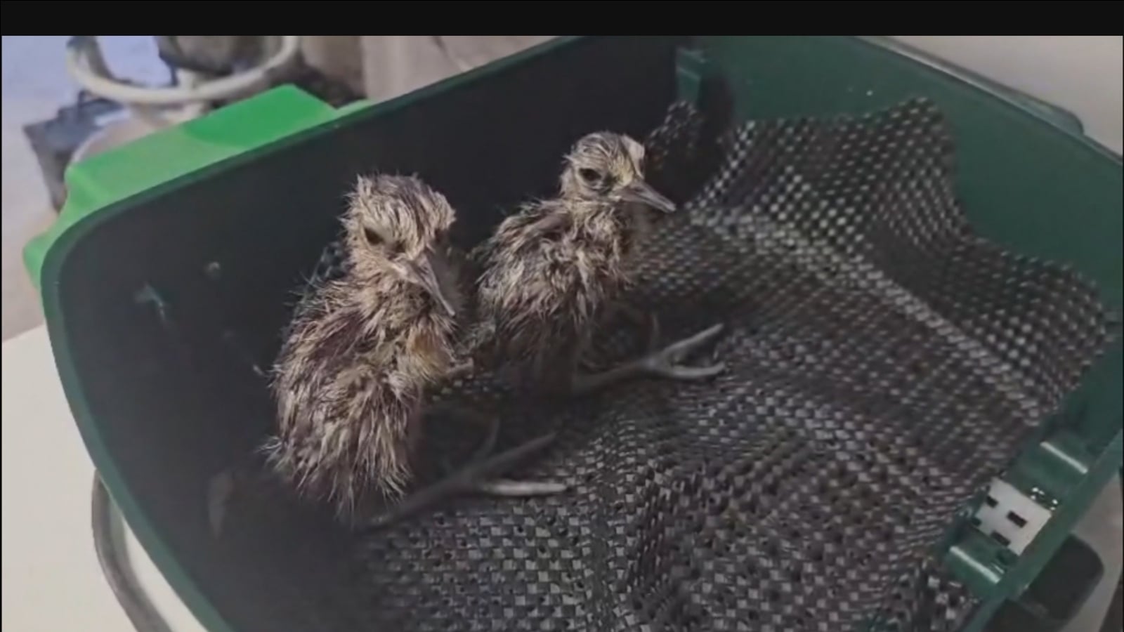 Curlew chicks released after eggs rescued from wildfire