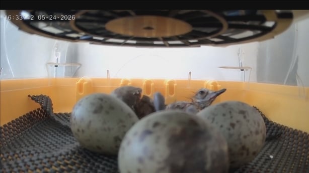 Slieve Beagh curlew eggs in an incubator