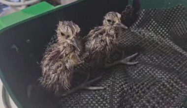Curlew chicks released after eggs rescued from wildfire