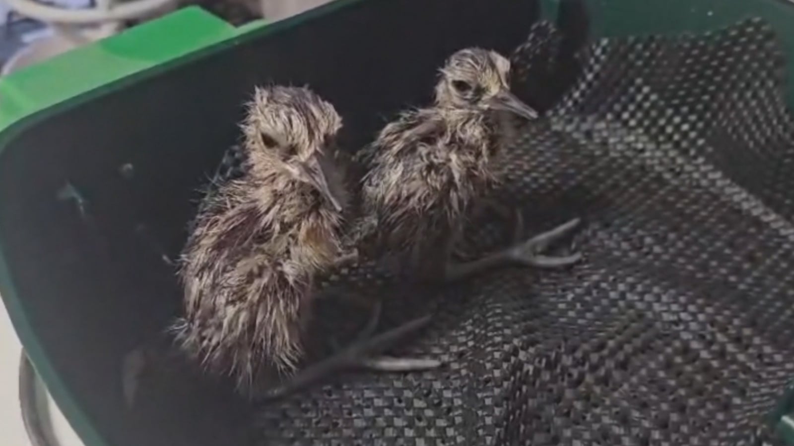 Curlew chicks released after eggs rescued from wildfire