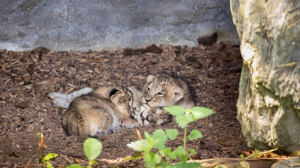 Three endangered Asian lion cubs, were also born on 1 July to mother Arya and father Yali. This is nine-year-old Arya's second litter with Yali, who is 10 years old.