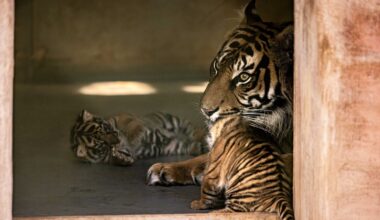 Fota celebrates births of endangered lion and tiger cubs