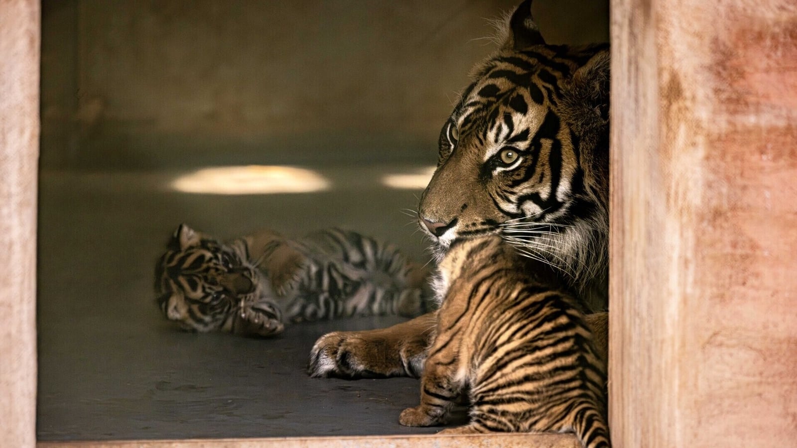 Fota celebrates births of endangered lion and tiger cubs