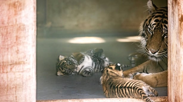 Sumatran tiger cubs born in Fota Wildlife Park - pic credit (Pic: Michael O'Sullivan/OSM photo)