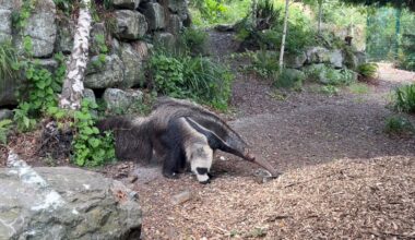Two giant anteaters and an armadillo arrive at Dublin Zoo