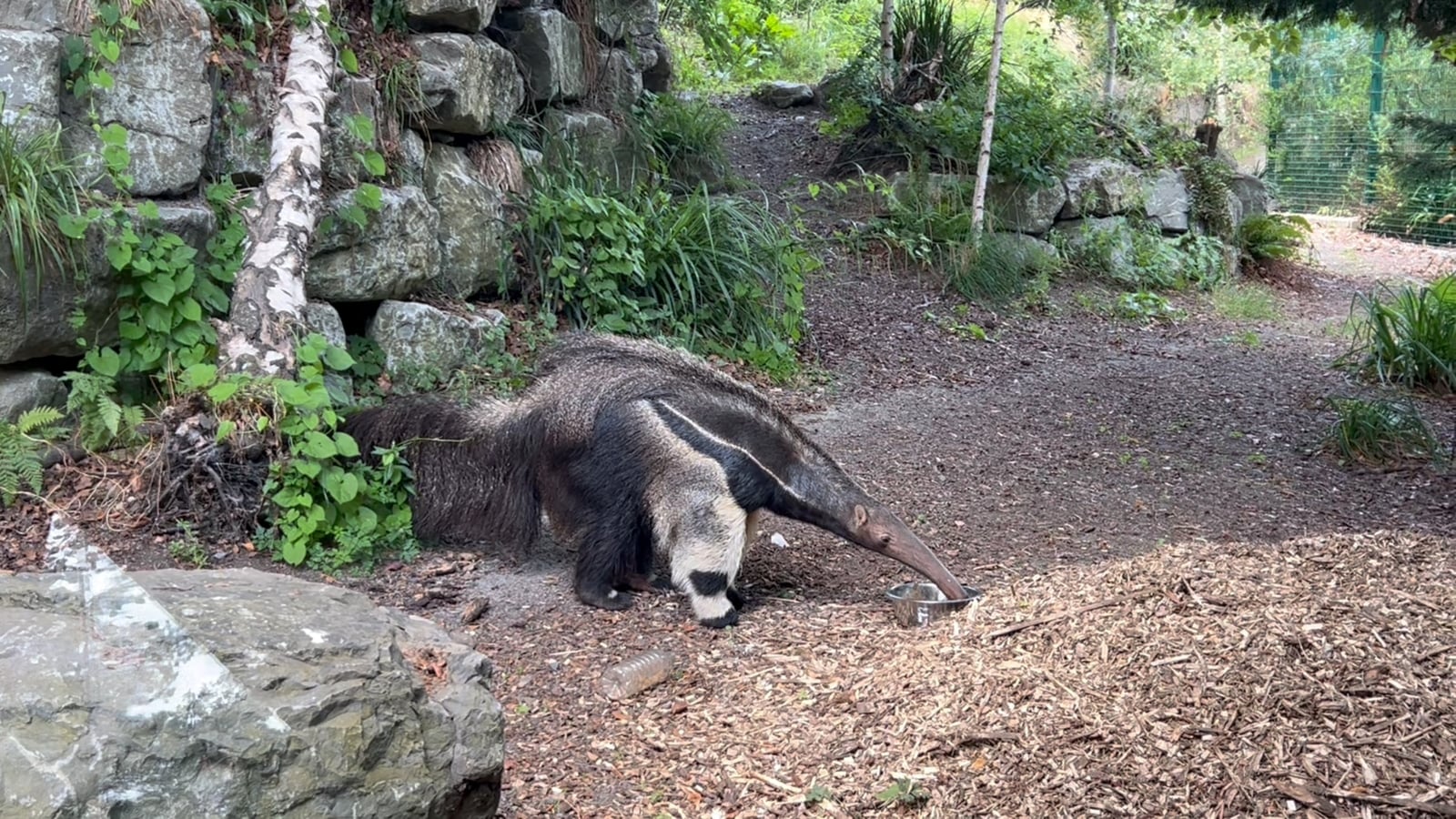 Two giant anteaters and an armadillo arrive at Dublin Zoo