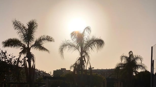 Palm trees in Malaga