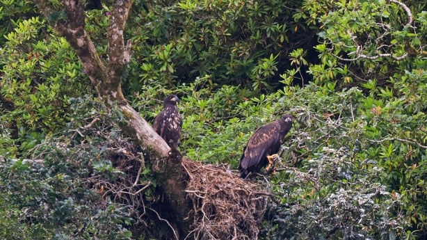 White tailed eagle chicks