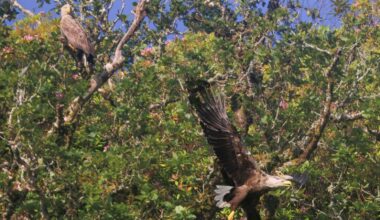 White-tailed eagles in Kerry breed for fifth year running