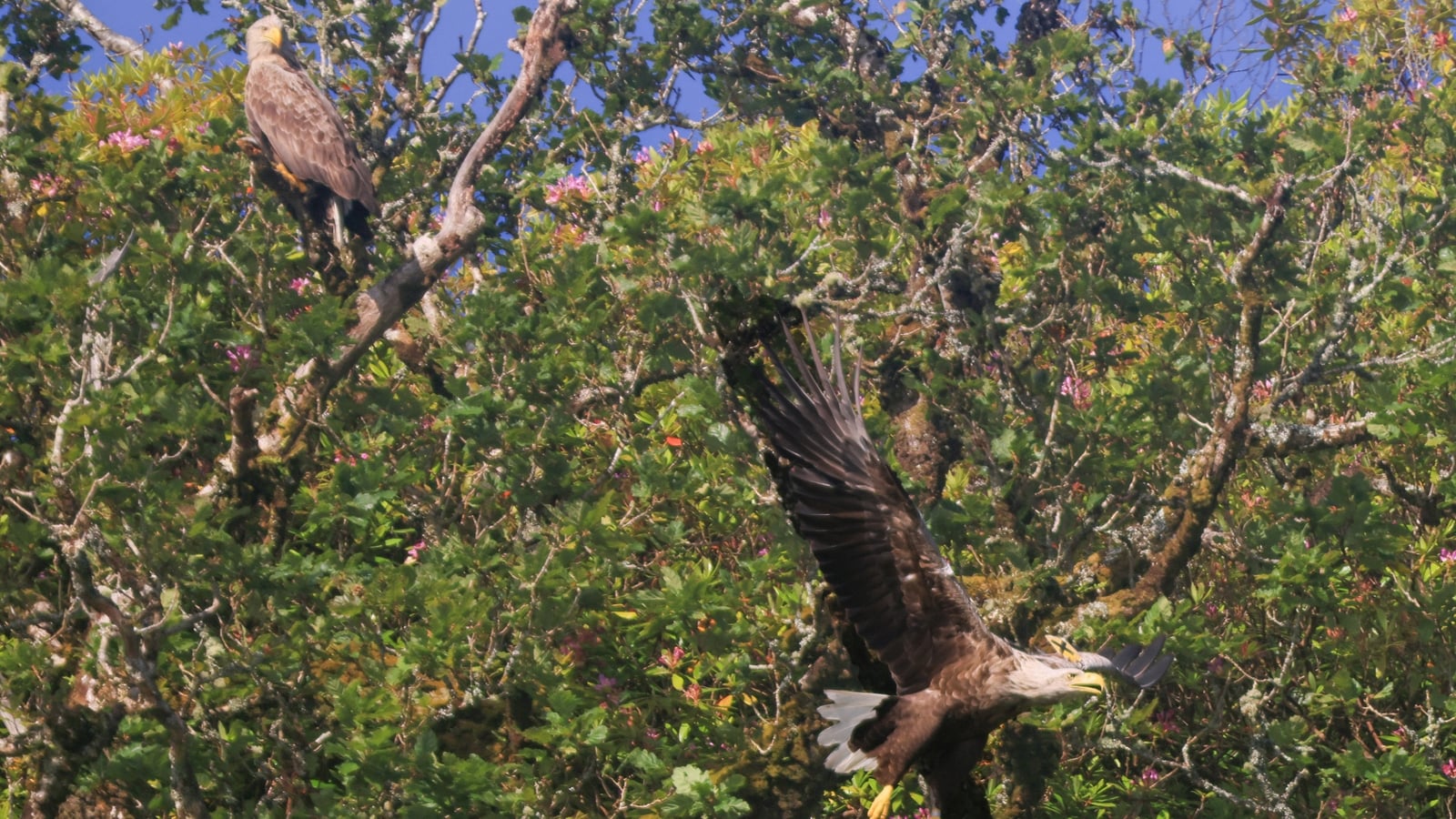 White-tailed eagles in Kerry breed for fifth year running