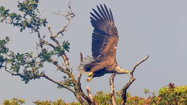 White-tailed Eagles Adult Pair