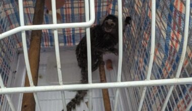 Reward offered after monkey abandoned on London bus