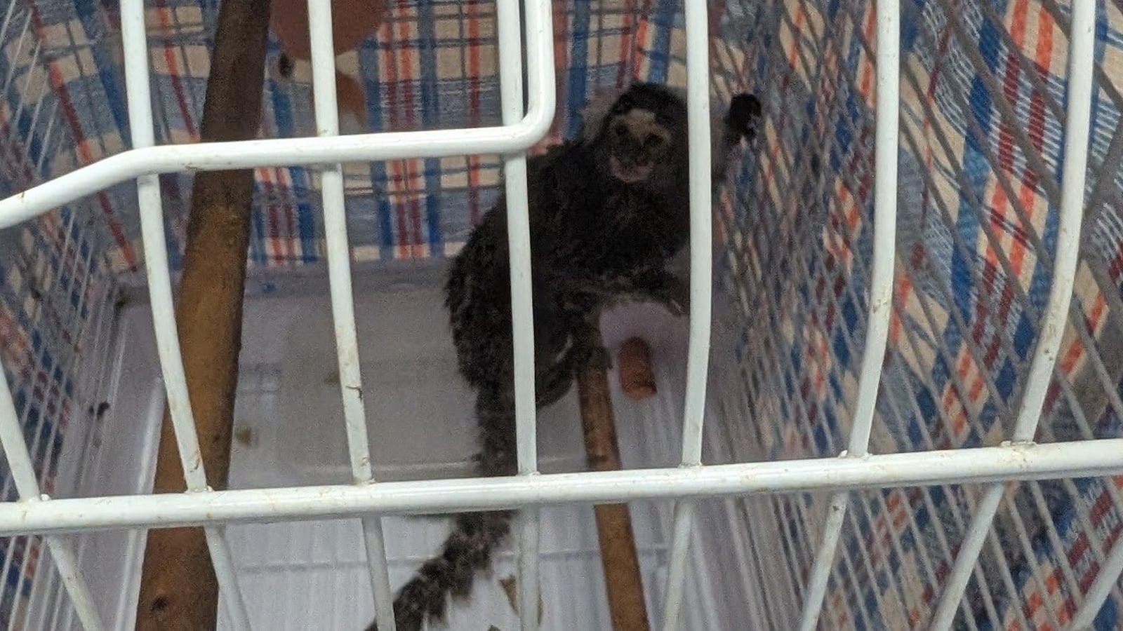Reward offered after monkey abandoned on London bus