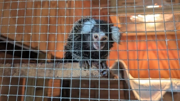 RSPCA Monkey in boarding London