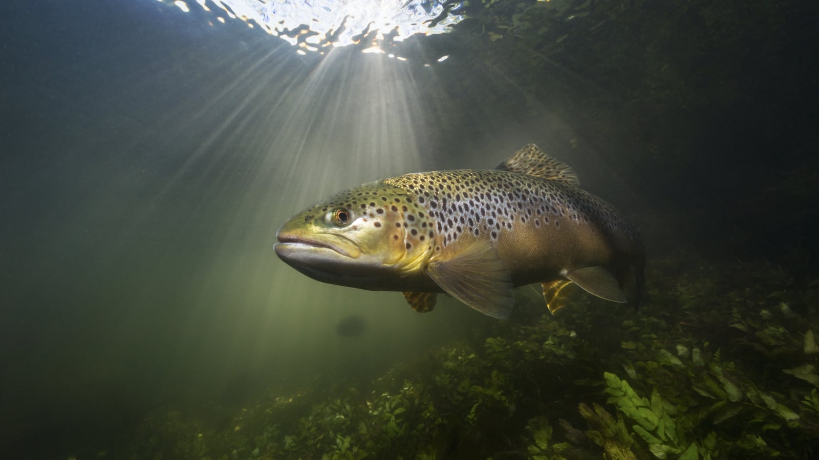Over 4,500 fish dead in significant Cavan river fish kill
