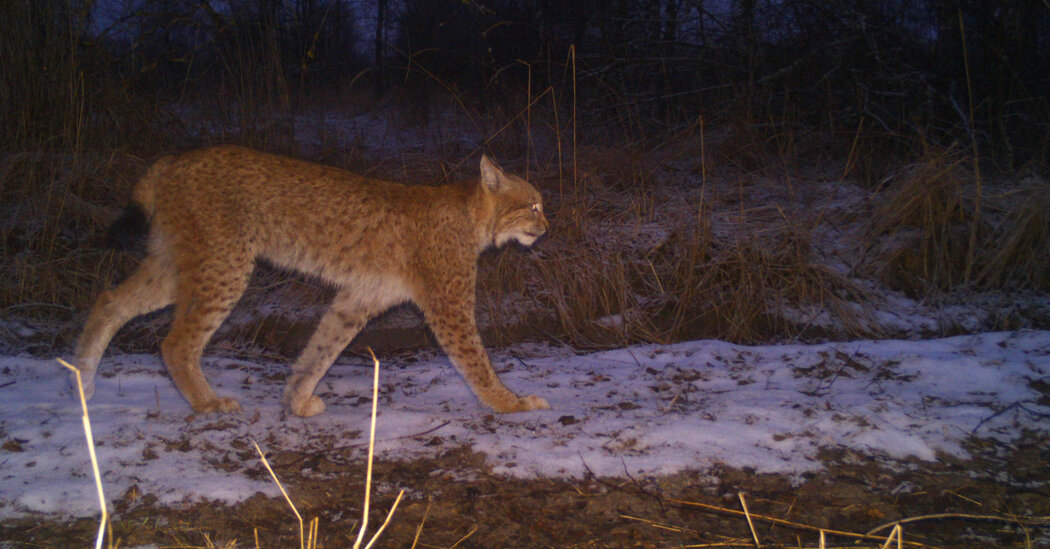 Chernobyl’s Wildlife Cameras Reveal How War Affects Wild Animals