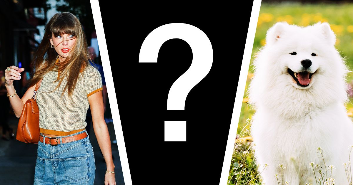 Is This Taylor Swift and Travis Kelce’s Big White Dog?