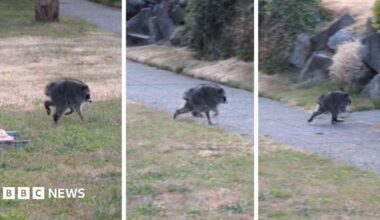 A three-panel composite image of screenshots from Kiana Hall's video of "Jimothy" the raccoon. The first image shows the animal trotting through the grass, with the second and third screenshots showing his small, short body running away.