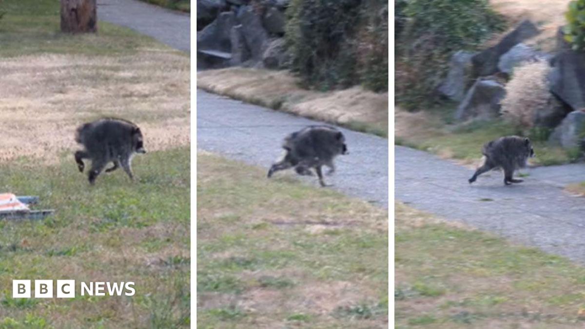 A three-panel composite image of screenshots from Kiana Hall's video of "Jimothy" the raccoon. The first image shows the animal trotting through the grass, with the second and third screenshots showing his small, short body running away.