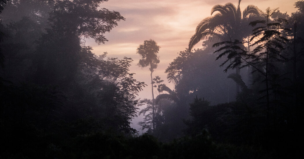 Global Warming Could Ravage the Amazon’s Useful Plant Species, Study Finds