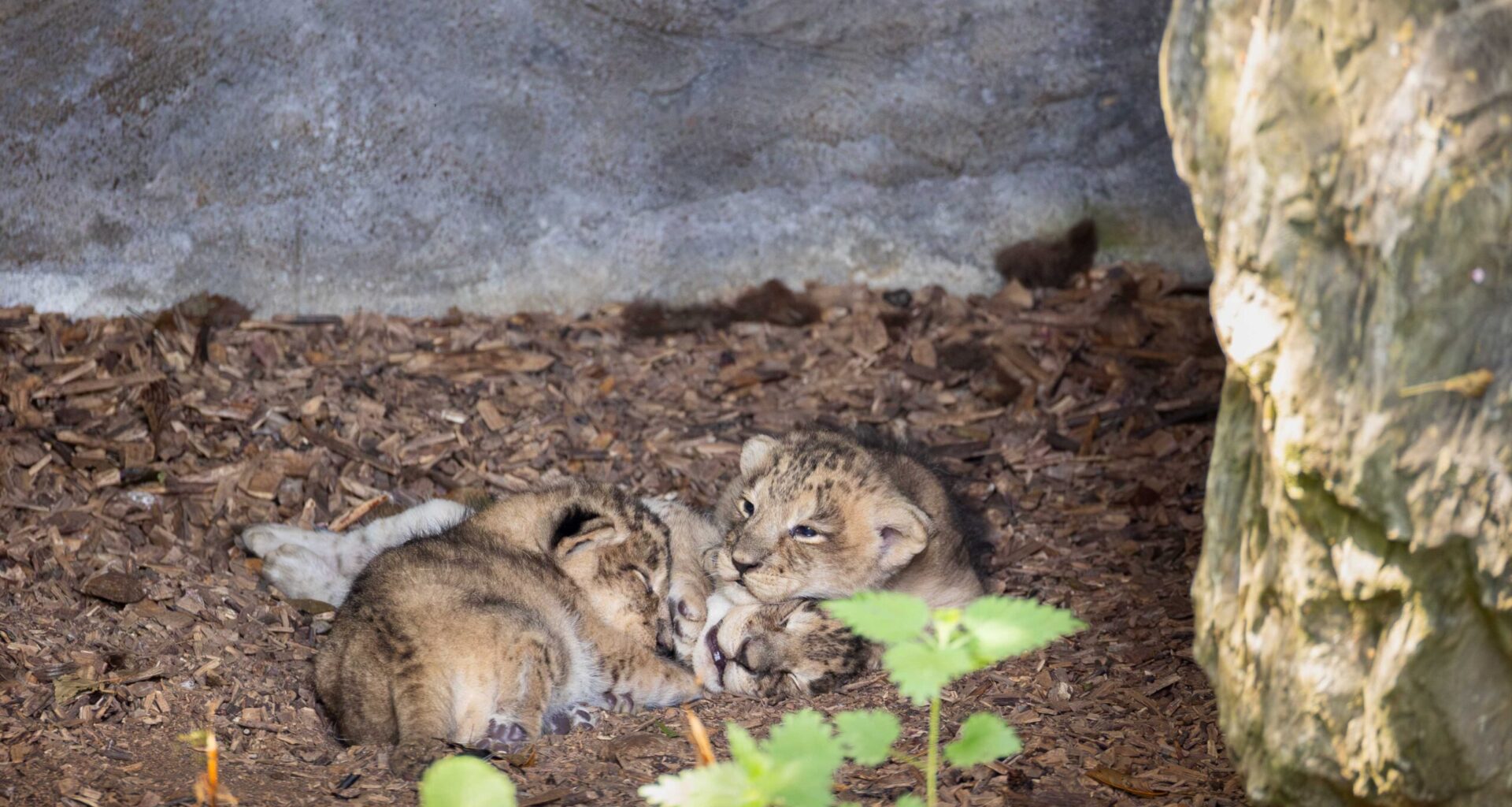 Fota Wildlife Park celebrates rare double birth of critically endangered tiger and lion cubs