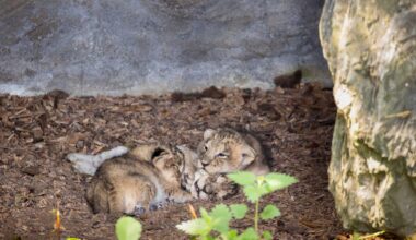 Fota Wildlife Park celebrates rare double birth of critically endangered tiger and lion cubs