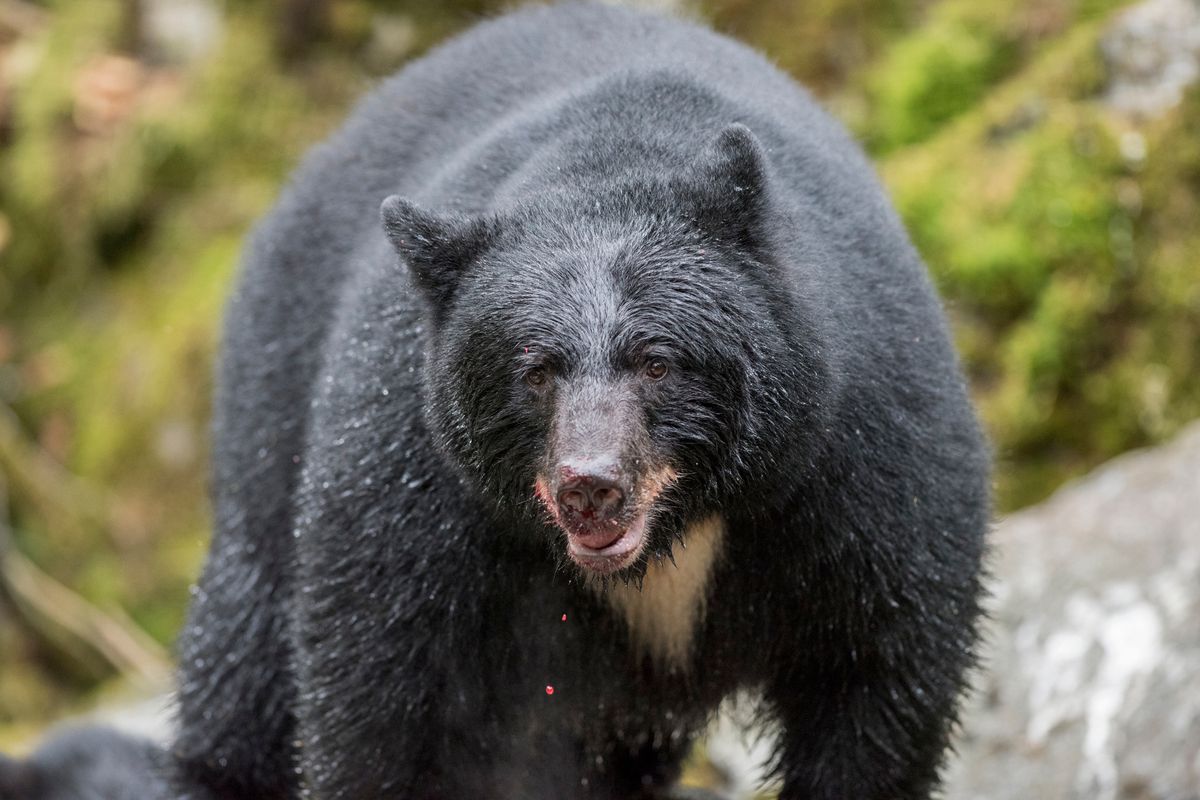 Black Bear walking along the rivers edge while fishing for salmon, Tongass National Forest, Alaska.