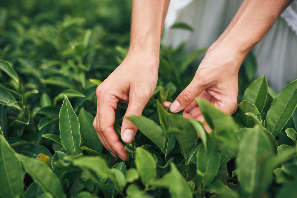 Carefully picking fresh green tea leaves