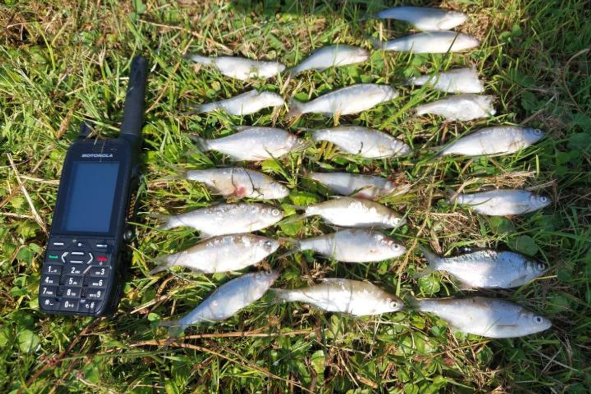 Dead bream recovered from Curraghalicky Lake