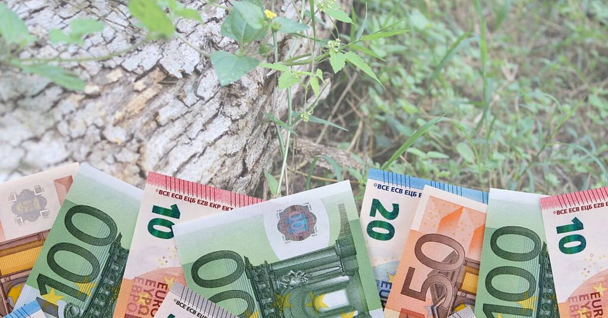 15 city and county projects allocated funding for National Biodiversity Week
